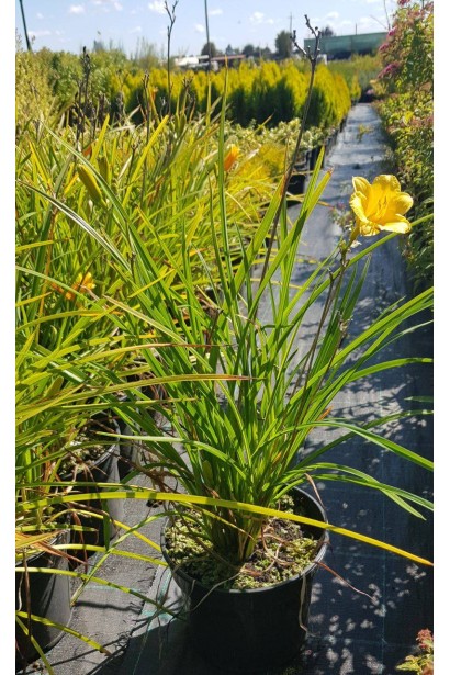 Лілійник гібридний Стелла де Оро  - 3л/вис.30-40см/Ø20-30см